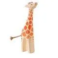 Ostheimer giraffe small head high