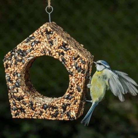 Nourriture pour oiseaux Cabane à oiseaux - Fidea Design